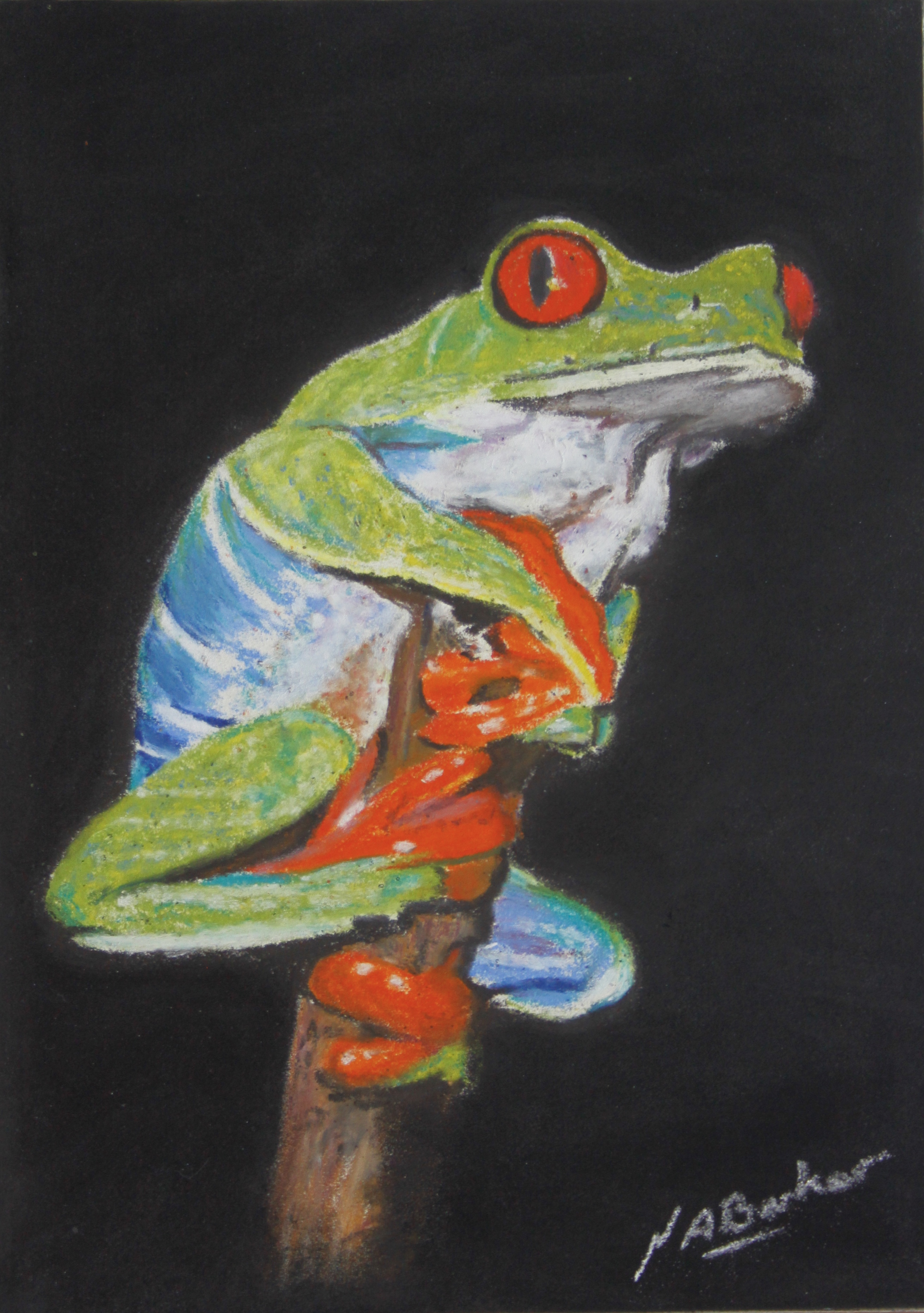Red Eyed Tree Frog - Pastel - Framed Original - £225 - Size 10"x12"
