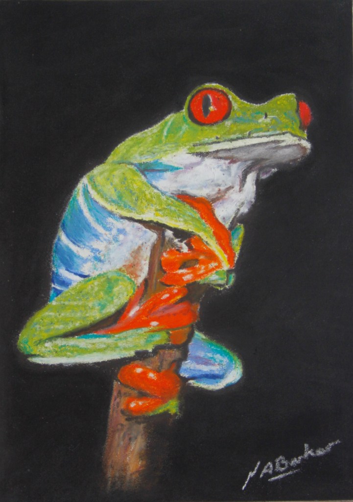Red Eyed Tree Frog - Pastel - Framed Original - £225 - Size 10"x12"