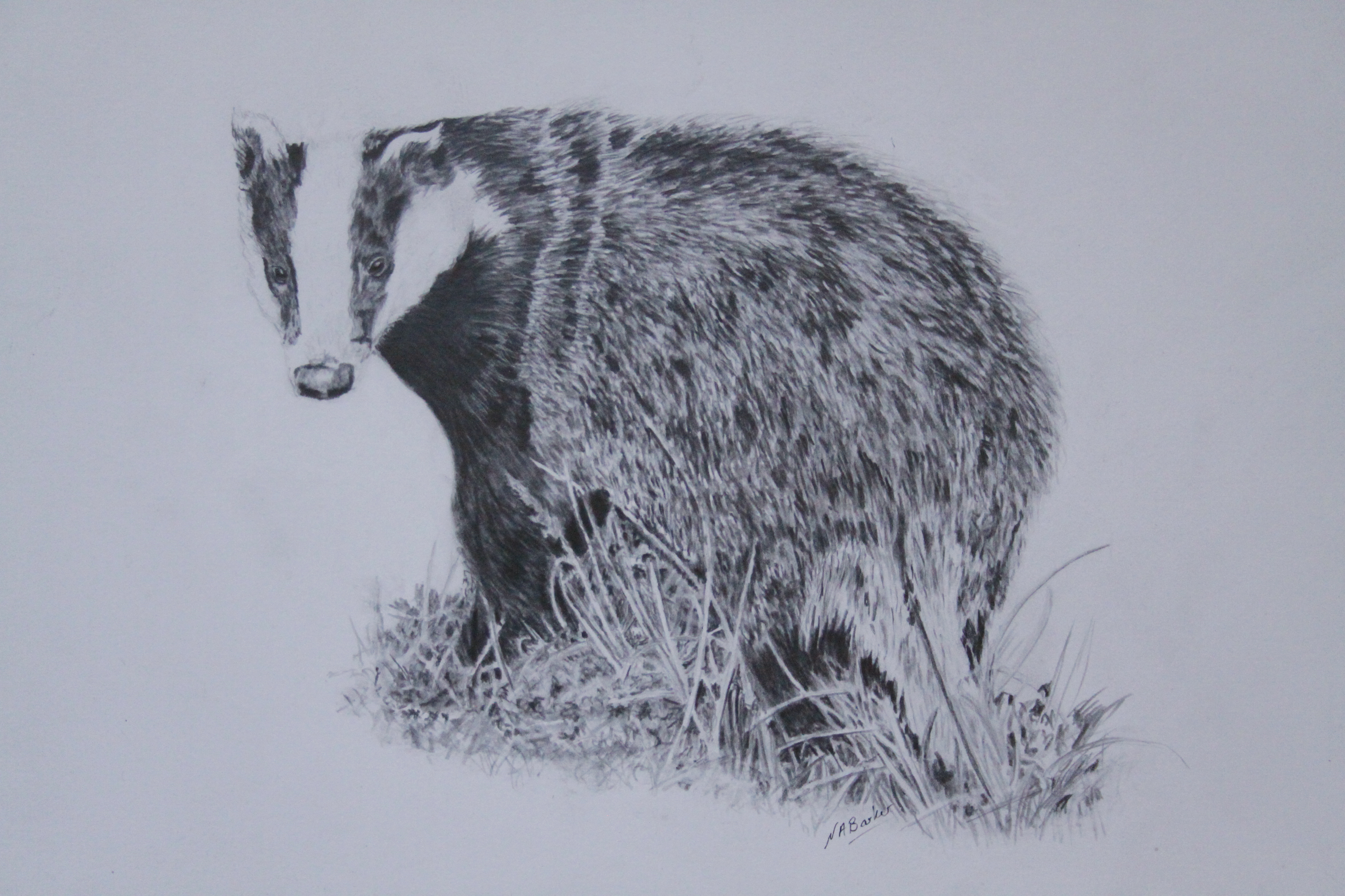 Badger - Graphite - Framed Original - £300