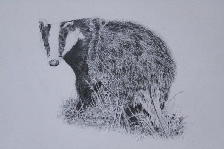 Badger - Graphite - Framed Original - £300