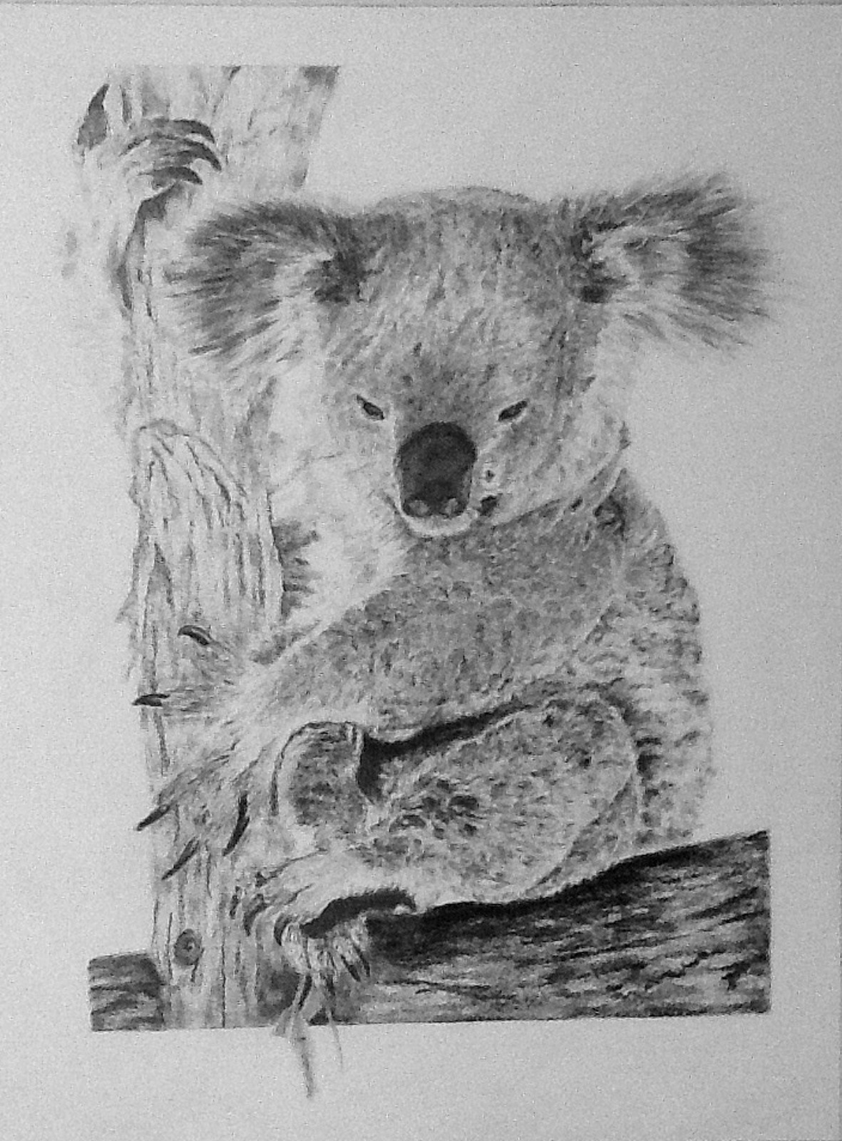 Koala - Graphite Pencil - Framed Original - £175