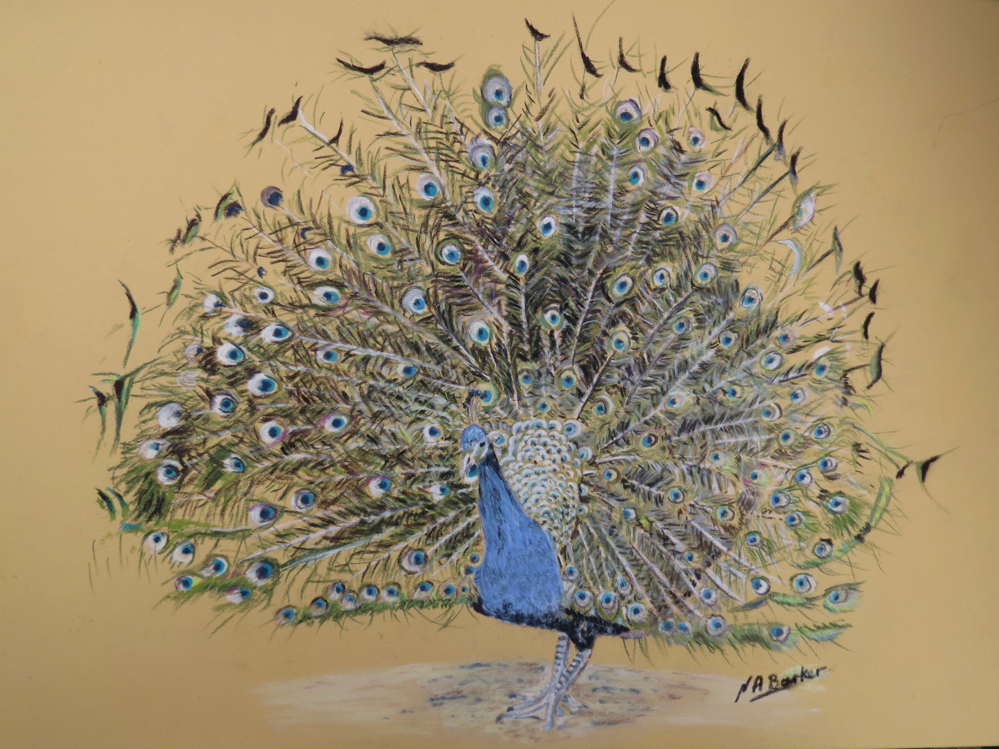 Peacock - Pastel - Framed Original - £300