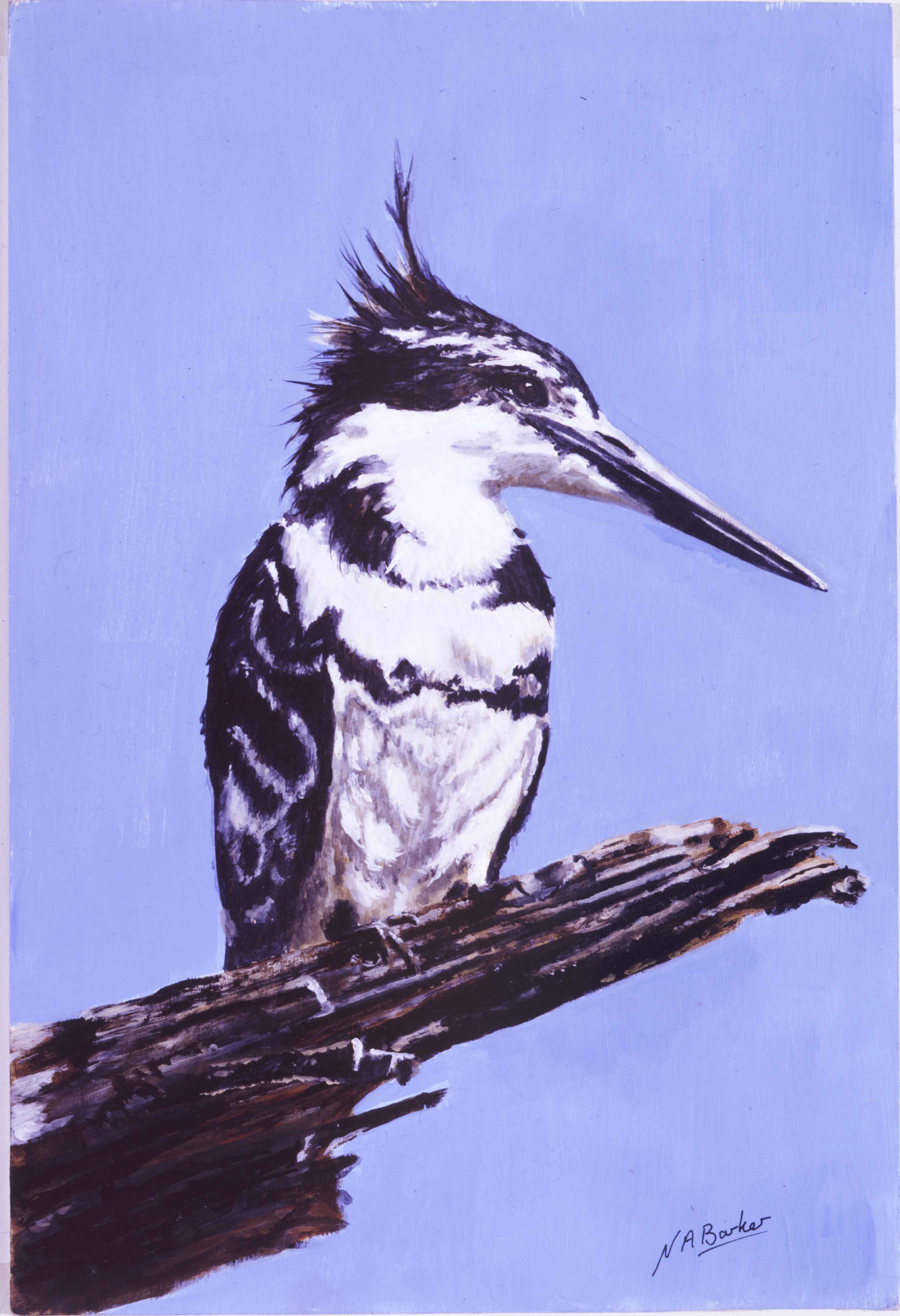 Pied Kingfisher - Acrylics - Framed Origianl - £150
