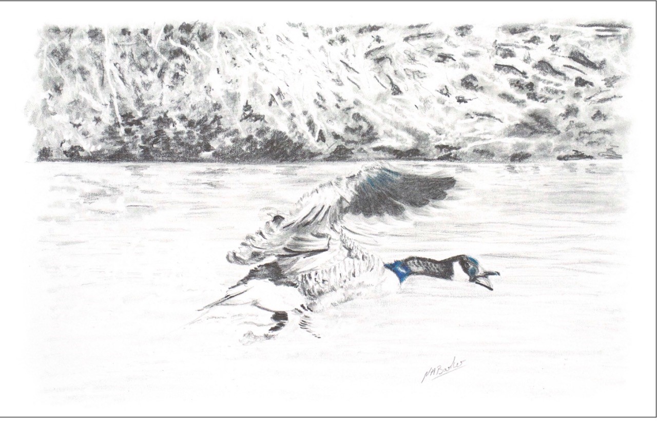 Goose in Graphite - Framed Original - £125