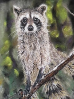 Racoon in Pastel - Framed Original - £300