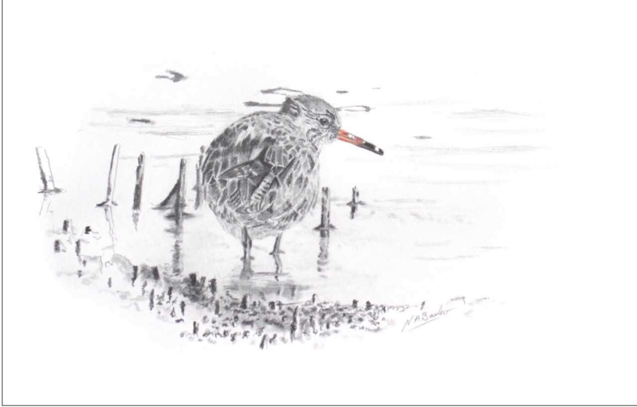 Red Shank in Graphite - Framed Original -£125