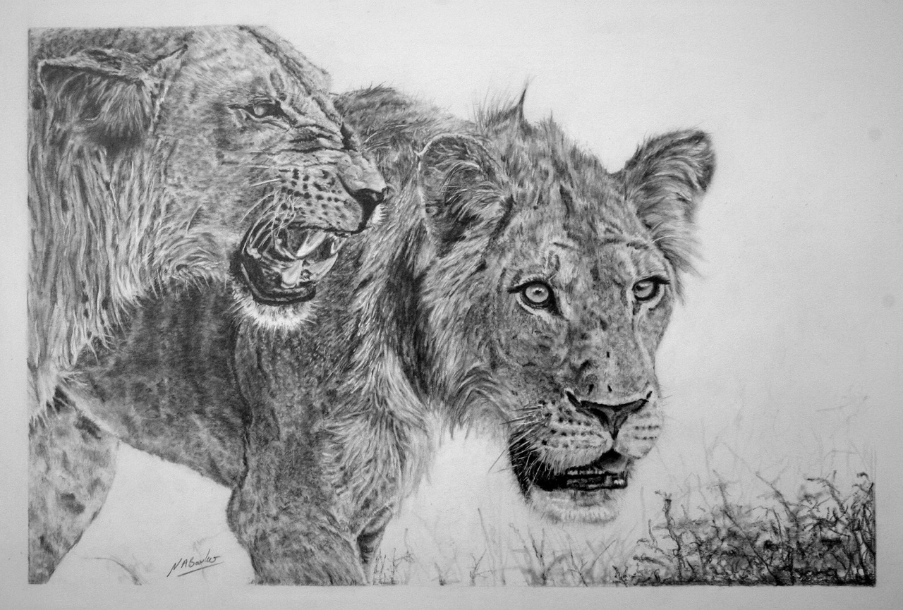 Beauty with in the Beast - Graphite - 63x50cn - Framed Original - £400