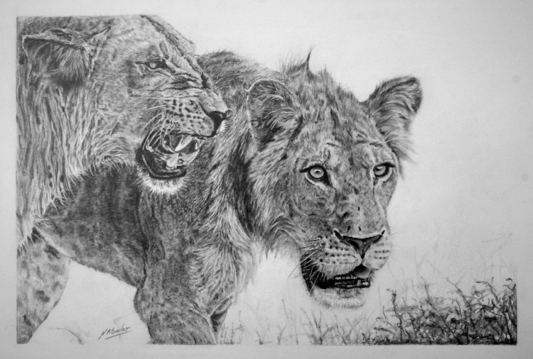 Beauty with in the Beast - Graphite - 63x50cn - Framed Original - £400