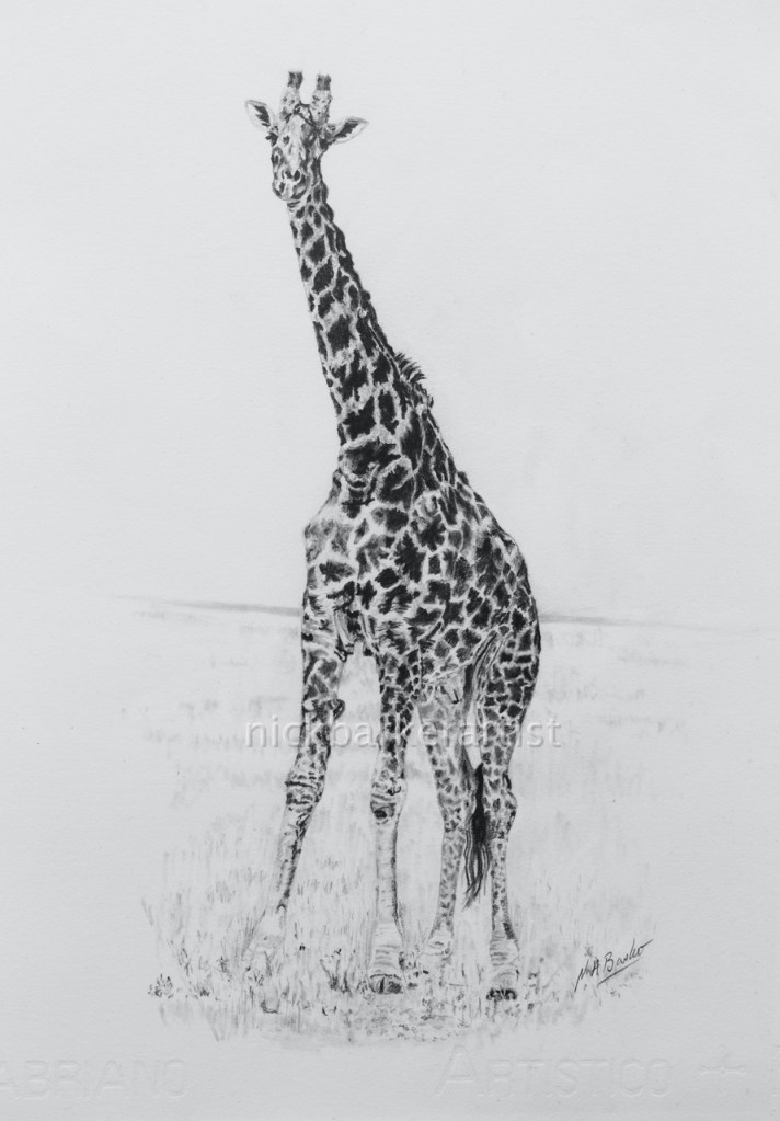 One Giraffe - Graphite - Unframed Original - £250