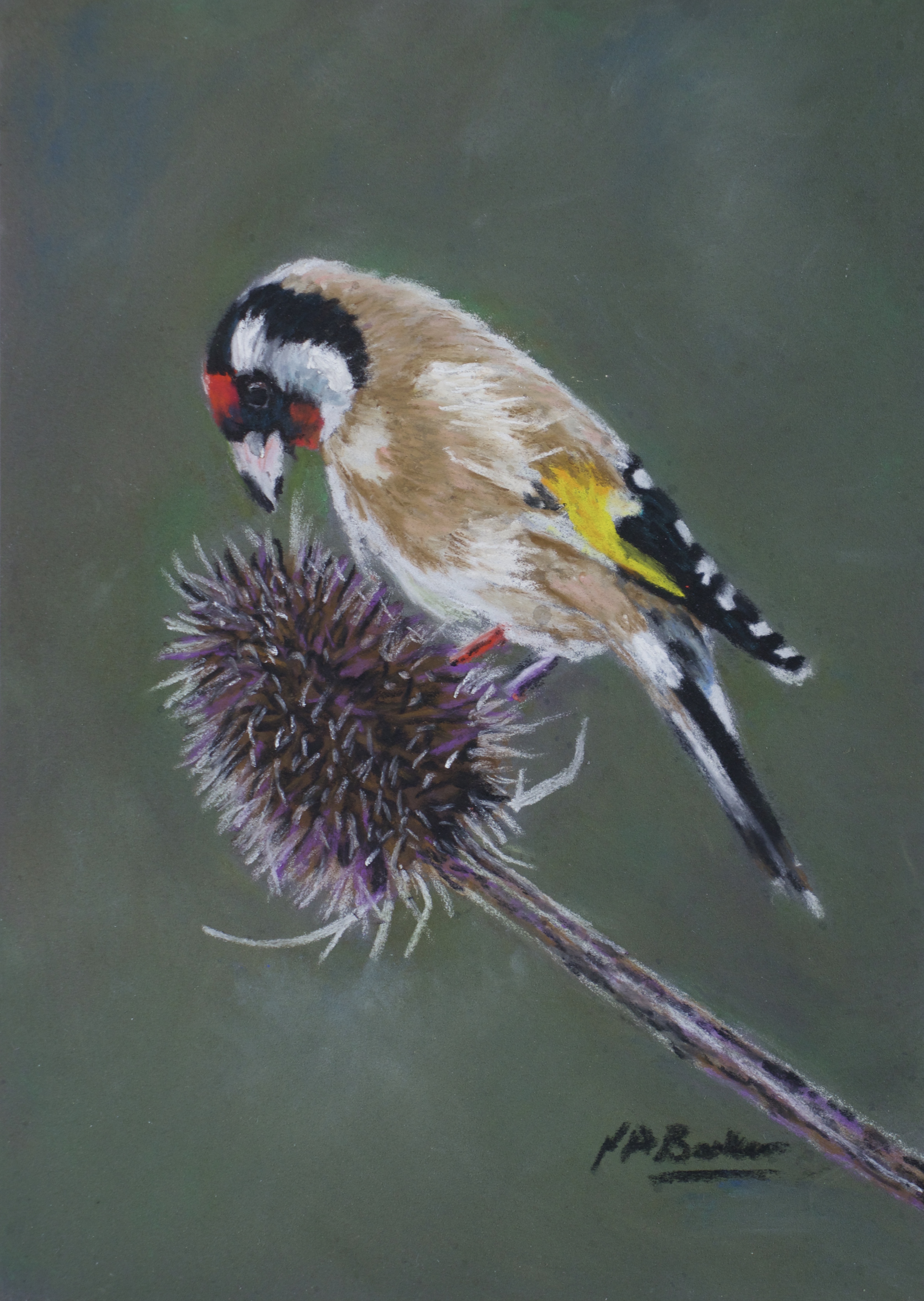 Goldfinch - Pastel on Ampersand Board - 18x12.5cm unframed - £150