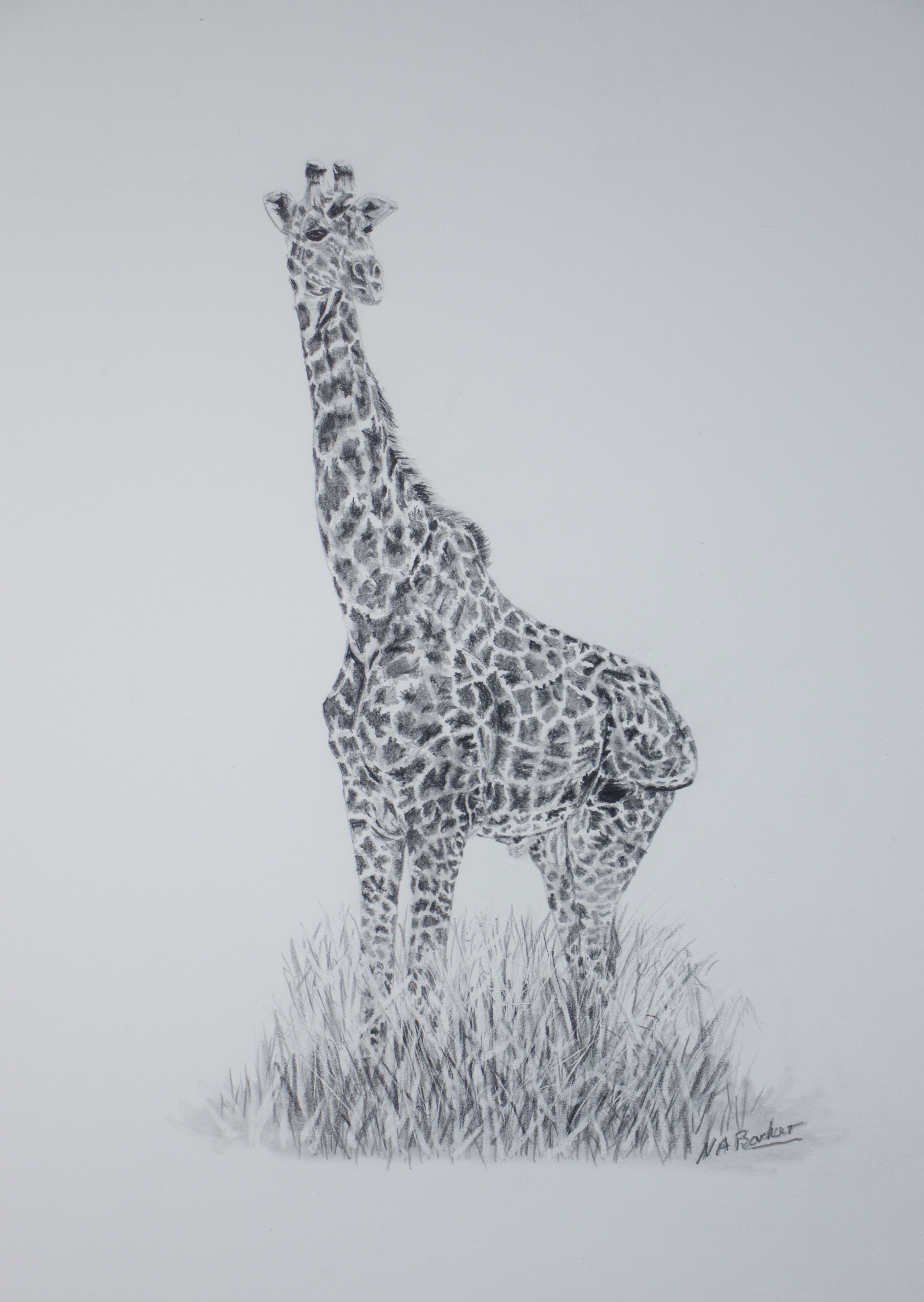 In the Long Grass - Graphite - 33x23cm unframed - £225