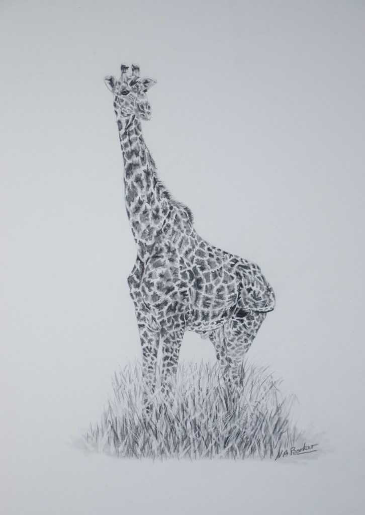 In the Long Grass - Graphite - 33x23cm unframed - £225