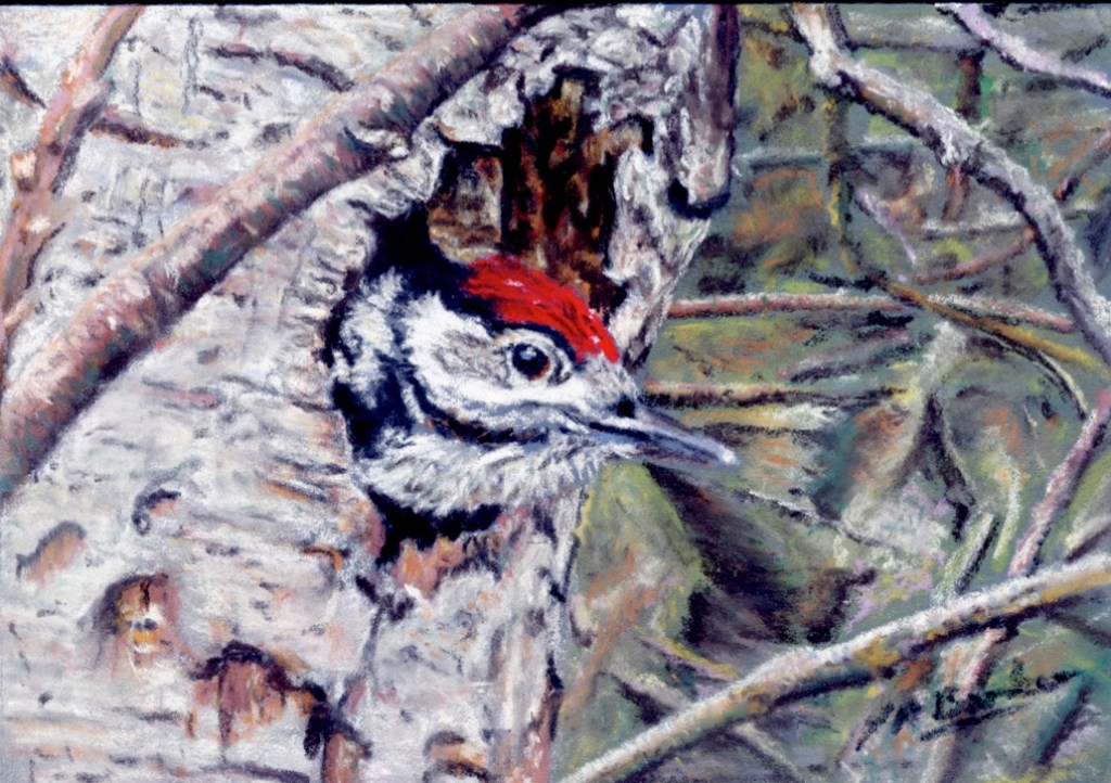 Great Spotted Woodpecker Chick - Pastel on Ampersand board - £175